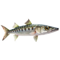 Риболов на баракуда