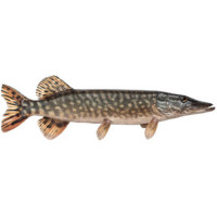 Риболов на щука