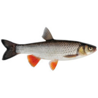 Риболов на кефал