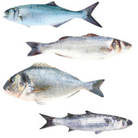 Избор по вид риба